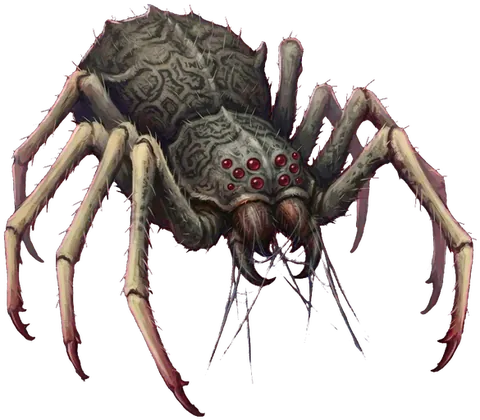 Geißelspinne